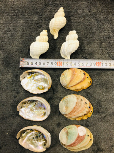 ホタテ アワビ 巻き貝 ウニ 貝殻 アイ リサイクル 七隈のその他の中古あげます 譲ります ジモティーで不用品の処分