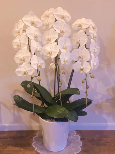 胡蝶蘭の鉢植え値下げしました 価格交渉いたします ぴんくのかば 日野のその他の中古あげます 譲ります ジモティーで不用品の処分