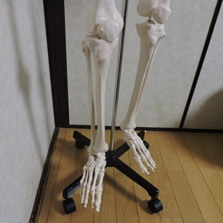 人体骨格模型 等身大サイズ166cm 全身 頭 腕 ドクロ インテリア 動く稼動式 骨格標本 鎖骨 学校・理科室 展示 おすすめ 頭蓋骨*即納 人体骨格模型 等身大サイズ166cm 全身 頭 腕 ドクロ インテリア 動く