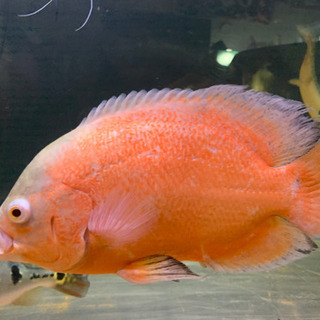 熱帯魚 アルビノレッドオスカー 25cm