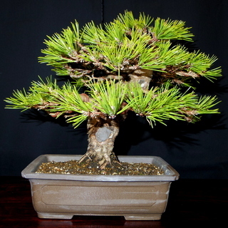 【三重、名古屋市内引渡しで27800円‼️】黒松盆栽 高さ約30cm 三重、名古屋市内引渡しで27800円‼️】黒松盆栽 高さ約30cm 三重