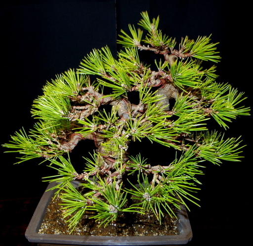 黒松 盆栽 高さ26cm 横幅30cm 取りに来れる方大歓迎 自社配送も