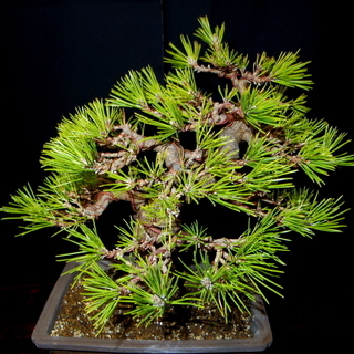 黒松 盆栽 高さ26cm 横幅30cm 取りに来れる方大歓迎 自社配送も