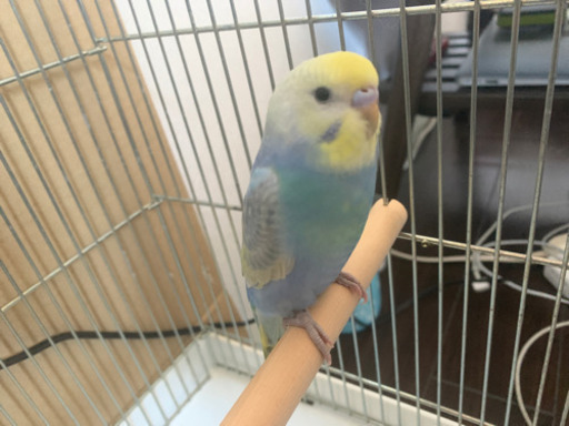 セキセイインコ レインボー まつ 松本のその他の里親募集 ジモティー