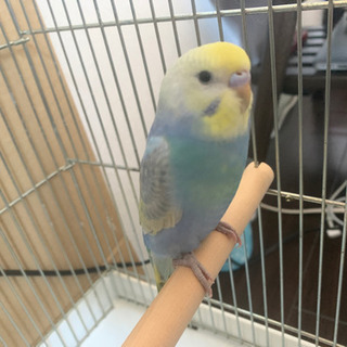 セキセイインコ レインボー