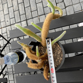 サボテンカクタス植物ヒルデウィンテラ Snowhiro 丹波篠山のその他の中古あげます 譲ります ジモティーで不用品の処分