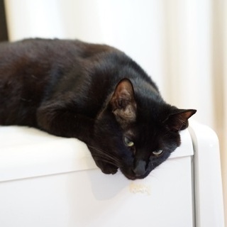 ※早急に探しています※7歳くらいの黒猫ちゃんです。 - 横須賀市
