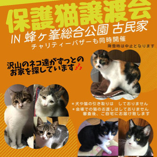 第７回保護猫譲渡会IN山口県