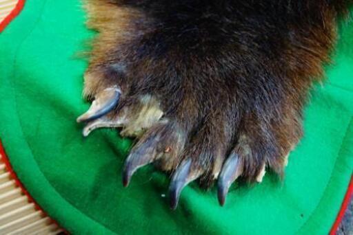 1枚限り・美品】金毛エゾヒグマ剥製 標本 ラグ 北海道産 コレクション