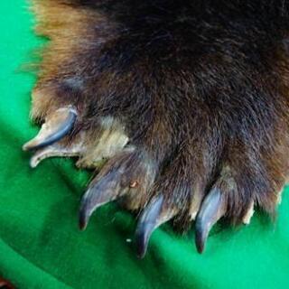 エゾヒグマ剥製北海道剥製標本社作製美品送料込