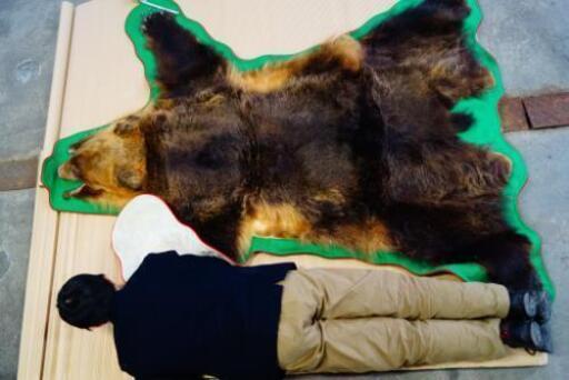 1枚限り・美品】金毛エゾヒグマ剥製 標本 ラグ 北海道産 コレクション