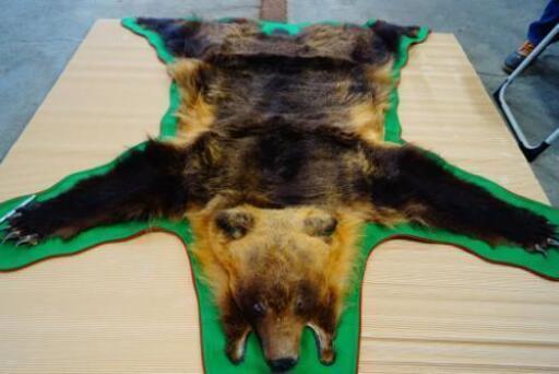 【1枚限り・美品】金毛エゾヒグマ剥製　標本　ラグ　北海道産　コレクション　熊　送料無料　限定