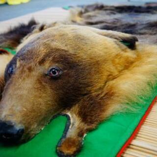 エゾヒグマ剥製北海道剥製標本社作製美品送料込