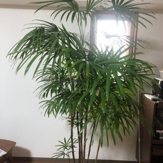 観葉植物 シュロチク 10号 190cm