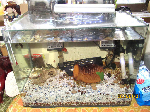 水槽 魚 循環濾過器 照明 ヒーターなど一式 ローライダー 狭山市のその他の中古あげます 譲ります ジモティーで不用品の処分 水槽 魚 循環濾過器 照明 ヒーターなど一式 ローライダー 狭山市のその他の中古あげます 譲ります ジモティーで不用品の処分