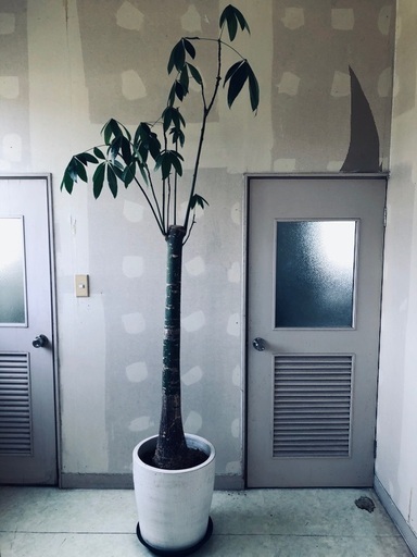 パキラ　観葉植物　鉢つき