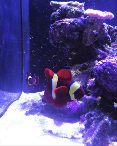 海水魚　マロン　スパインチークペア