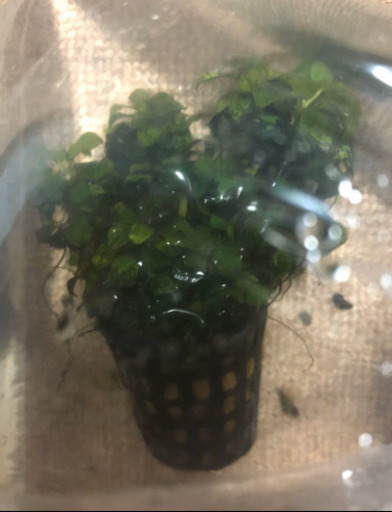 ✨限定✨　高級水草5点セット！転売OK ！　趣味、コレクション、インスタ映えに