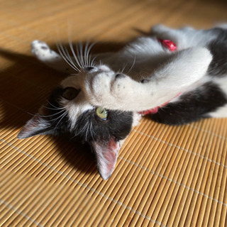 里親決定❣️ 動くとミッキー模様が見えるオスの白黒猫ちゃん　 − 埼玉県