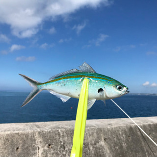 釣り仲間募集