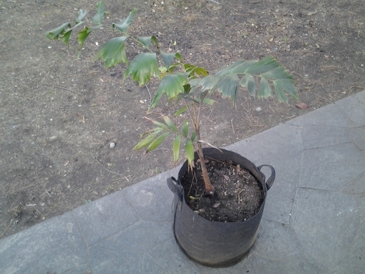 キツネ尻尾ヤシ 寒さに強いヤシの木 (wodyetia bifurcata)