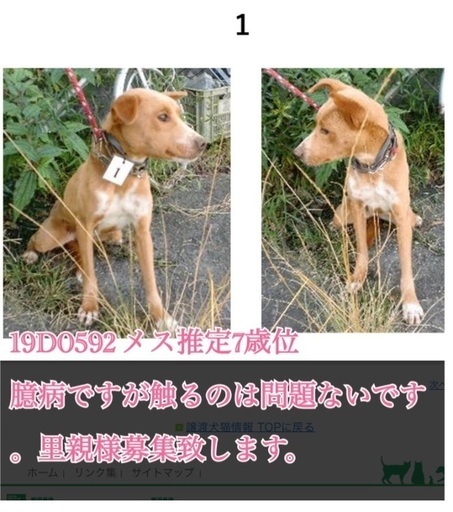 保健所にいる三匹兄妹です くるみ猫 伊佐のその他の里親募集 ジモティー