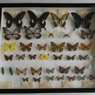 あげます：蝶、玉虫の標本