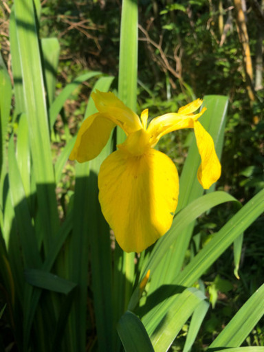 黄菖蒲ポットごとそのまま Konn 菊川のその他の中古あげます 譲ります ジモティーで不用品の処分