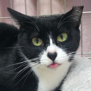 奄美大島から来た鼻がハートの可愛いハチワレ猫 桃ちゃん 浜田山の猫の里親募集 ジモティー