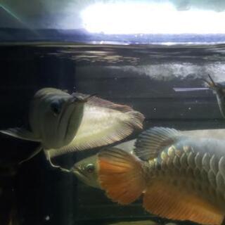 シルバーアロワナ ワイルド1 値下げ