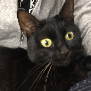 優雅 猫 轢かれる 飛び跳ねる理由 画像ブログ