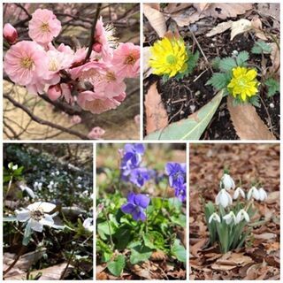 早春の花を楽しみましょう!ウメとスプリング・エフェメラルを巡る遠足