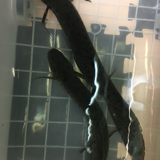 肺魚 アネクテンス 売れました。