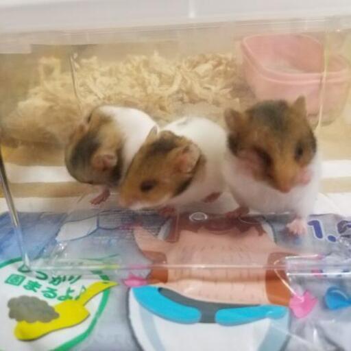 ハムスターの里親募集です ねこ大好きです 宇都宮のその他の里親募集 ジモティー