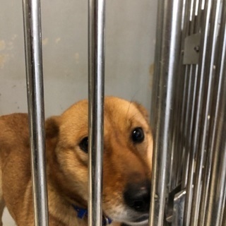島根県の犬の里親募集 ジモティー 島根県の犬の里親募集 ジモティー