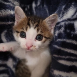 猫好き必見！可愛い猫と触れ合える！保護猫シェルターのお掃除スタッフ大募集！ − 兵庫県