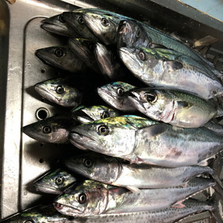 新鮮な魚　捌ける方 - 名古屋市