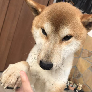 迷い犬保護してます★元飼い主様探してます