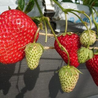 今が旬❗大粒で甘さたっぷりの苺🍓林ファーム🥕🥦の画像