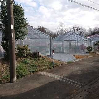 今が旬❗大粒で甘さたっぷりの苺🍓林ファーム🥕🥦 - グルメ