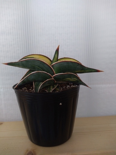 希少種 サンセベリア・ロリダ 斑入り