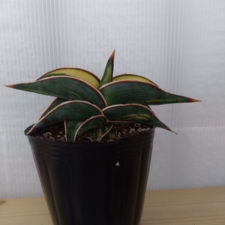 希少種　サンセベリア・ロリダ　斑入り