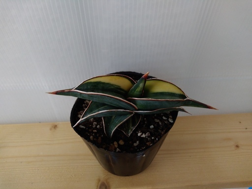 希少種 サンセベリア・ロリダ 斑入り