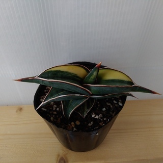 希少種　サンセベリア・ロリダ　斑入り