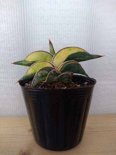 希少種　サンセベリア・ロリダ　斑入り