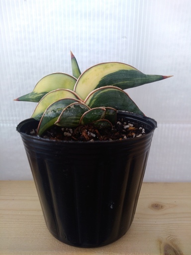 希少種 サンセベリア・ロリダ 斑入り