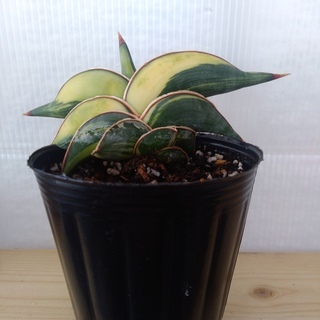 希少種　サンセベリア・ロリダ　斑入り