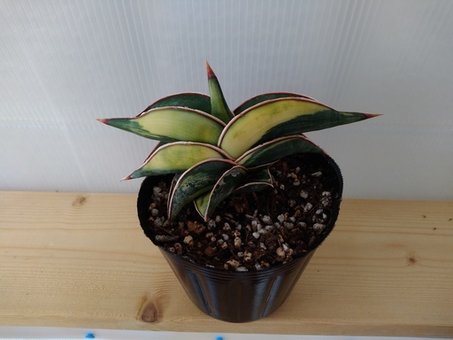 希少種 サンセベリア・ロリダ 斑入り
