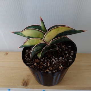 希少種　サンセベリア・ロリダ　斑入り