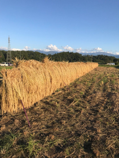 令和1年産 ミルキークイーン 30キロ精米